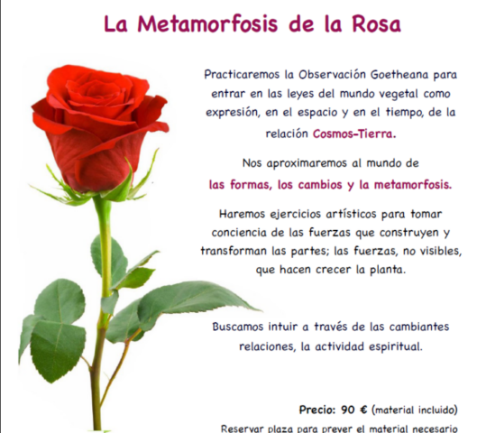 Taller “La Metamorfosis de la Rosa”
